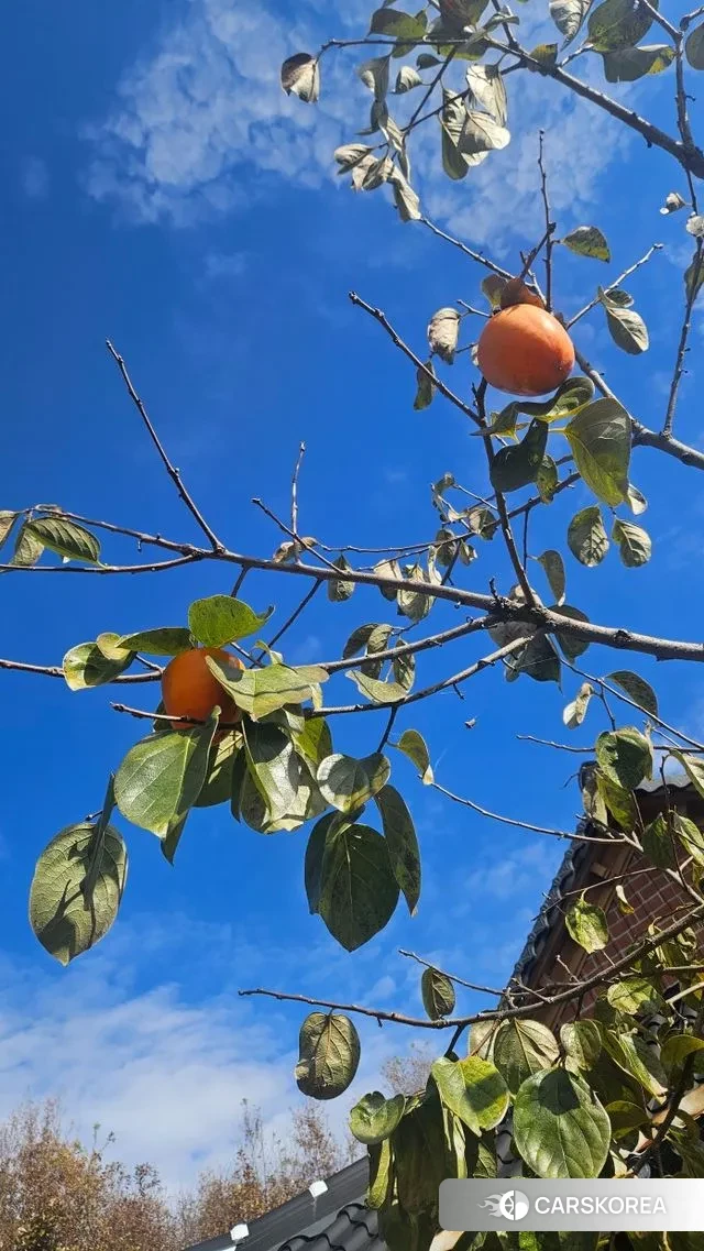 Hyundai Staria id 3371900 из Кореи 10